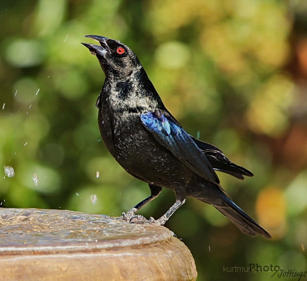 JUNE2011/bird1ab.jpg