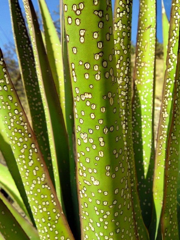 Jan2010/agave2a.jpg