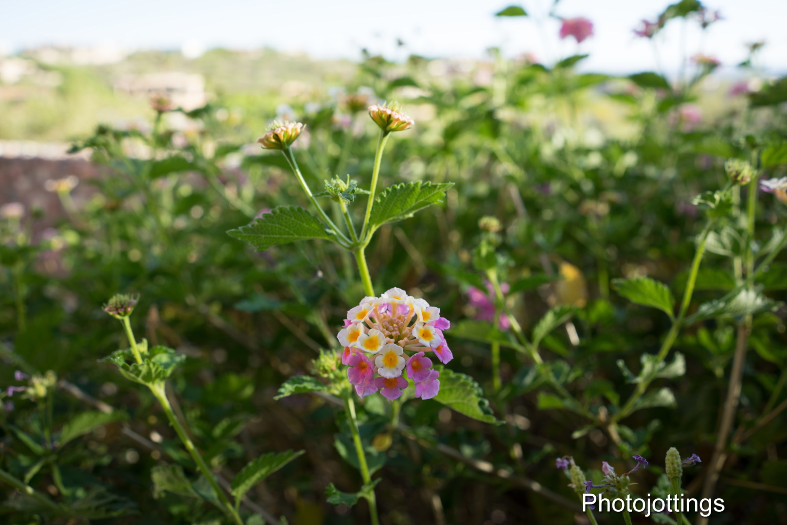 sfe28f2bok56d Photo Jottings